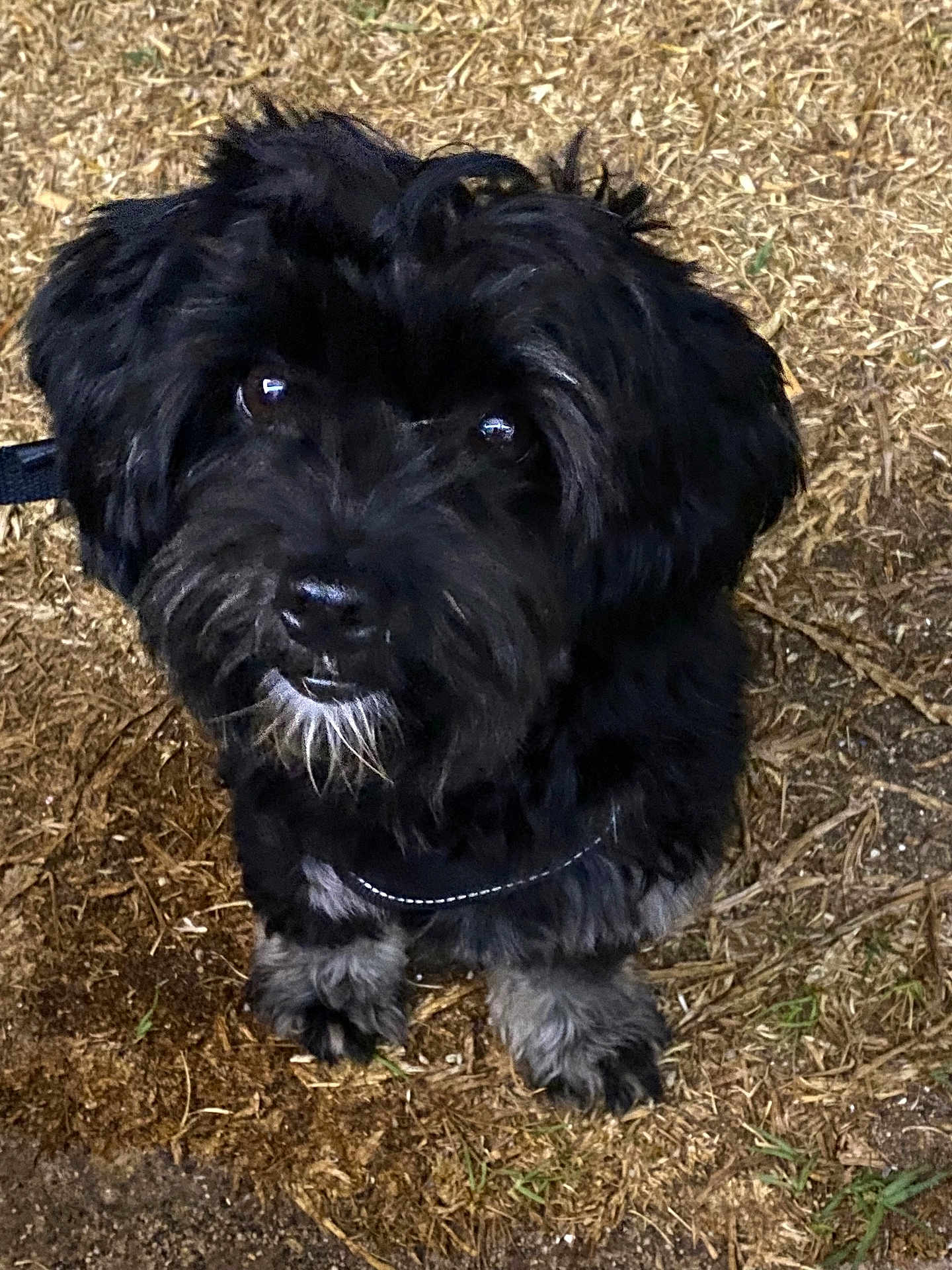 Guappa participe au concours pour gagner de l'argent avec cette photo : dog, black_dog, pet, animal, outdoor, grass, dirt, fur, whiskers, paws, cute, looking_up, canine, companion, nature, closeup, adorable, friendly, fluffy, leash