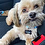Brewski is registered to the contest to win money with this photo: dog, pet, car_seat, fluffy, brown_eyes, collar, tag, close_up, cute, animal, fur, relaxed, indoor, seatbelt, adorable, companion, mammal, canine, tongue, snout