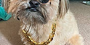Brewski is registered to the contest to win money with this photo: dog, canine, pet, sunglasses, visor, gold_chain, carpet, indoor, fluffy, cute, accessory, fashion, animal, portrait, sitting, furry, small_dog, household, cool, funny
