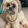 dog, canine, pet, sunglasses, visor, gold_chain, carpet, indoor, fluffy, cute, accessory, fashion, animal, portrait, sitting, furry, small_dog, household, cool, funny