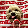 Brewski joined the competition — help win amazing prizes! dog, candy_cane, tongue_out, festive, holiday, red, white, snowflake_pattern, cute, pet, close_up, fluffy, cheerful, background, celebration, christmas, playful, animal, portrait, funny