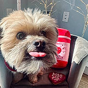 Brewski is registered to the contest to win money with this photo: dog, tongue_out, fluffy, armchair, plush_toy, cookie, heart_shaped, indoor, wood_floor, fairy_lights, decor, cute, pet, close_up, small_dog, funny, cozy, nose, whiskers, furniture