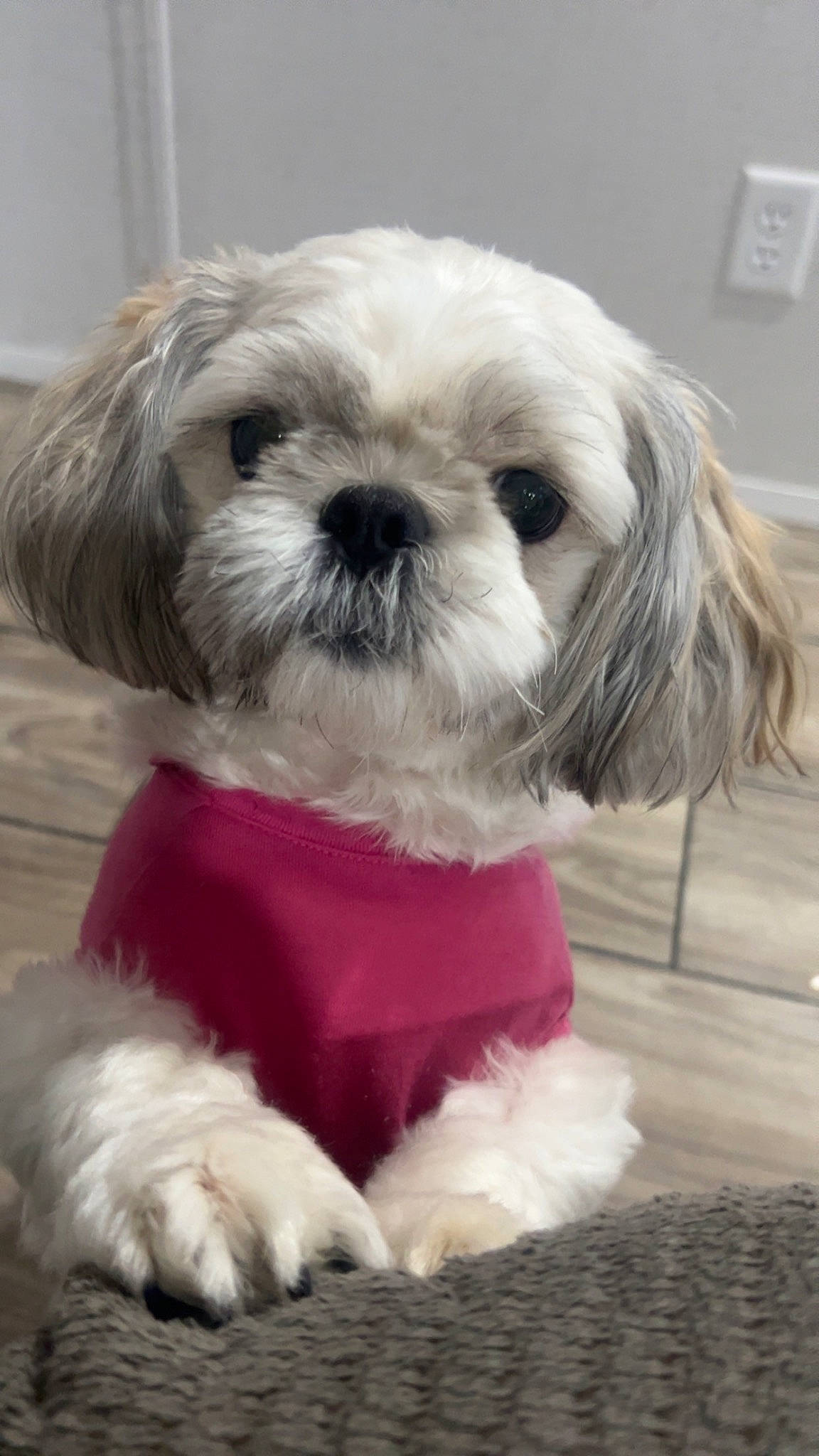 Bella joined the competition — help win amazing prizes! canidae, carnivore, companion_dog, dog, dog_breed, dog_collar, dog_supply, fur, liver, mal_shi, maltepoo, shih_poo, shih_tzu, small_terrier, snout, sporting_group, terrestrial_animal, terrier, toy_dog, working_animal
