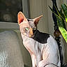 sphynx_cat, cat, hairless, green_eyes, indoor, couch, plant, lamp, sunlight, shadow, feline, pet, portrait, texture, wrinkles, sitting, curled_tail, domestic_animal, closeup, home
