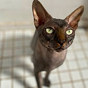 Yoda is registered to the contest to win money with this photo: sphynx_cat, hairless_cat, cat, pet, animal, indoor, close_up, green_eyes, ears, portrait, feline, looking_up, shadow, tiled_floor, soft_light, focus, blur, unique, whiskers, skin_texture