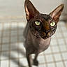 sphynx_cat, hairless_cat, cat, pet, animal, indoor, close_up, green_eyes, ears, portrait, feline, looking_up, shadow, tiled_floor, soft_light, focus, blur, unique, whiskers, skin_texture