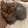 Yoda joined the competition — help win amazing prizes! sphynx_cat, cat, pet, hairless_cat, animal, indoor, blanket, white_blanket, feline, ears, green_eyes, wrinkles, resting, cozy, bed, close_up, looking, domestic_animal, relaxed, cute