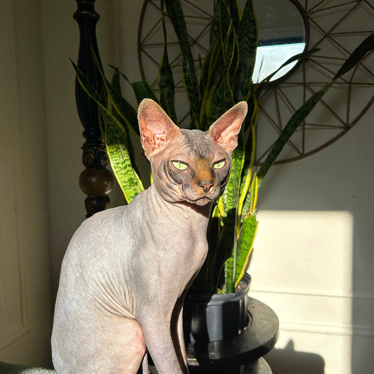 Yoda