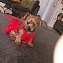 animal, carpet, curious, cushion, cute, decor, dog, floor, furniture, home, indoor, living_room, pet, portrait, puppy, red_clothing, small_dog, sofa, tutu, young_dog