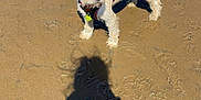 Milo joined the competition — help win amazing prizes! dog, beach, sand, shadow, pet, animal, outdoor, sunny, daylight, curious, canine, fur, collar, harness, footprints, nature, playful, young_dog, summer, waterfront