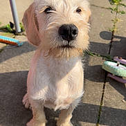 Milo is registered to the contest to win money with this photo: dog, puppy, outdoor, sunlight, patio, stone, curious, fluffy, cute, pet, animal, sitting, garden, shadow, toy, nose, fur, closeup, daytime, small