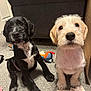Milo joined the competition — help win amazing prizes! puppies, dogs, black_dog, cream_dog, carpet, toy, sock, indoor, pets, cute, young, sitting, curious, furry, animal, companions, playful, floor, closeup, adorable