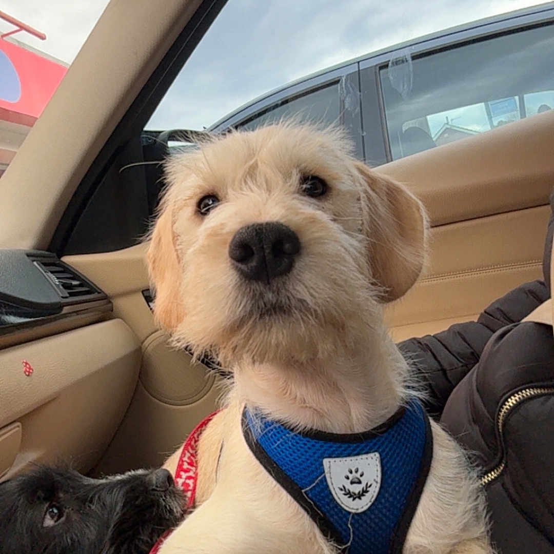 Milo joined the competition — help win amazing prizes! animal, black_dog, canine, car_interior, closeup, cloudy, companion, cute, dog, friendship, fur, harness, indoor, leash, light_brown_dog, pet, puppy, seat, sky, window
