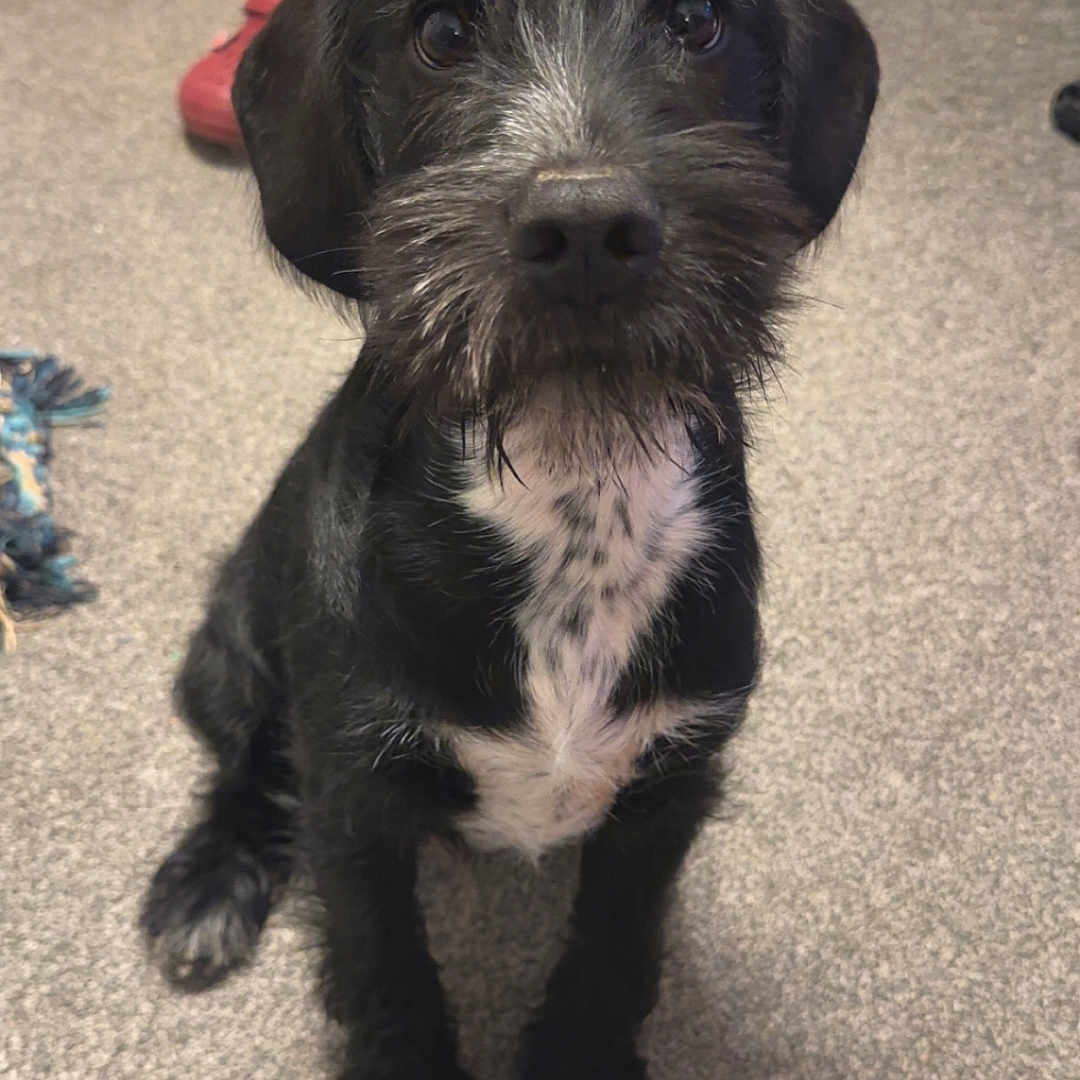 Bandit joined the competition — help win amazing prizes! animal, black_dog, carpet, companion, cute, dog, domestic_animal, floor, friendly, fur, household, indoor, looking_up, mammal, pet, scruffy_fur, sitting, toy, whiskers, white_spots