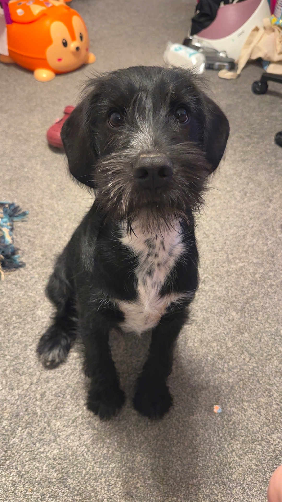 Bandit
