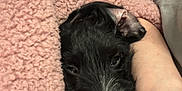 Bandit is registered to the contest to win money with this photo: dog, black_dog, blanket, pink_blanket, human_arm, cozy, snuggling, indoor, soft_texture, resting, cute, pet, companion, comfort, relaxation, fur, closeup, warm, cuddling, sleepy