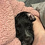 dog, black_dog, blanket, pink_blanket, human_arm, cozy, snuggling, indoor, soft_texture, resting, cute, pet, companion, comfort, relaxation, fur, closeup, warm, cuddling, sleepy