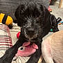 Bandit joined the competition — help win amazing prizes! black_puppy, dog, toy, pink_fish_toy, blanket, carpet, couch, striped_couch, indoor, pet, canine, cute, playful, scruffy, lying_down, close_up, animal, companion, young_dog, furniture