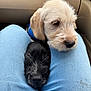 Bandit joined the competition — help win amazing prizes! puppy, dog, animal, pet, car, denim, jeans, lap, cute, snuggling, cozy, closeup, head, fur, black_dog, light_dog, resting, indoor, companion, friendship