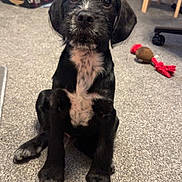 Bandit is registered to the contest to win money with this photo: puppy, dog, black_dog, white_patches, carpet, indoor, toy, rope_toy, floor, pet, animal, cute, sitting, young_dog, ears, eyes, nose, furniture, home, playful