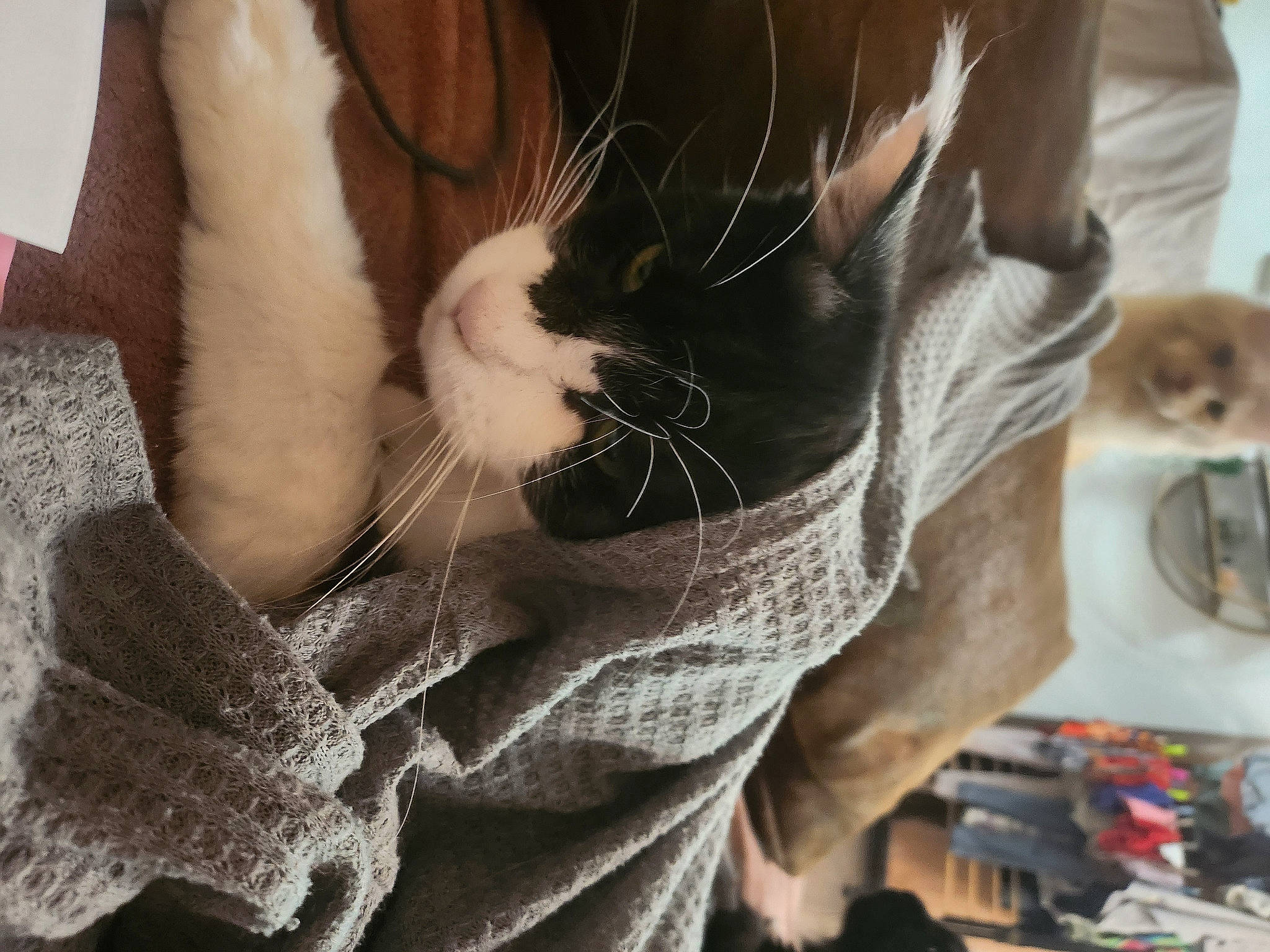 Tahyna participe au concours pour gagner de l'argent avec cette photo : carnivore, cat, chest, close_up, coffee_cup, domestic_short_haired_cat, eyelash, fawn, felidae, fur, gesture, human_leg, nail, small_to_medium_sized_cats, tableware, tail, whiskers, wood, wool, woven_fabric