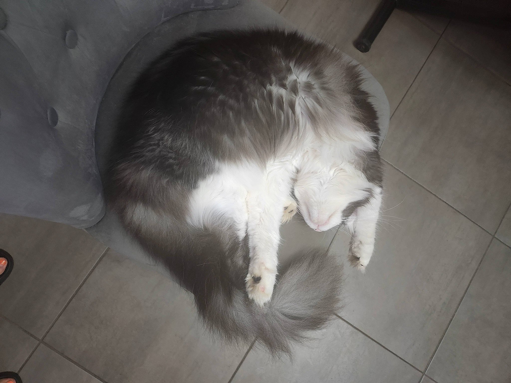 Tahyna a rejoint le concours — aidez-le/la à gagner de superbes lots ! carnivore, cat, claw, darkness, dog_breed, domestic_short_haired_cat, felidae, flooring, fur, grey, hardwood, monochrome, monochrome_photography, nap, paw, small_to_medium_sized_cats, snout, tail, whiskers, wood