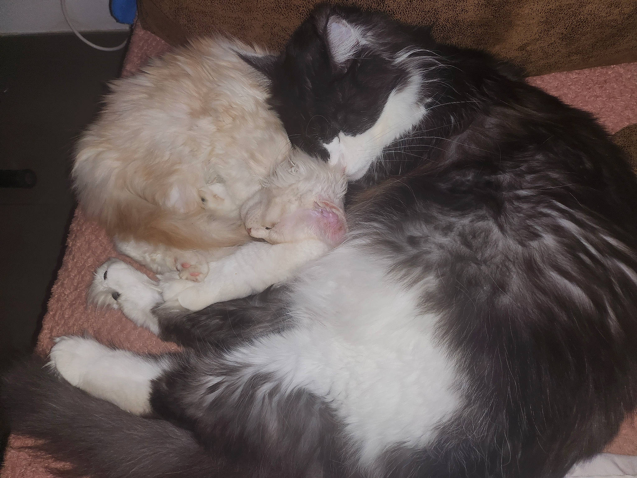 Tahyna a rejoint le concours — aidez-le/la à gagner de superbes lots ! canidae, carnivore, cat, cat_bed, cat_supply, claw, comfort, companion_dog, dog_breed, felidae, fur, nap, paw, sleep, small_to_medium_sized_cats, snout, sporting_group, tail, whiskers