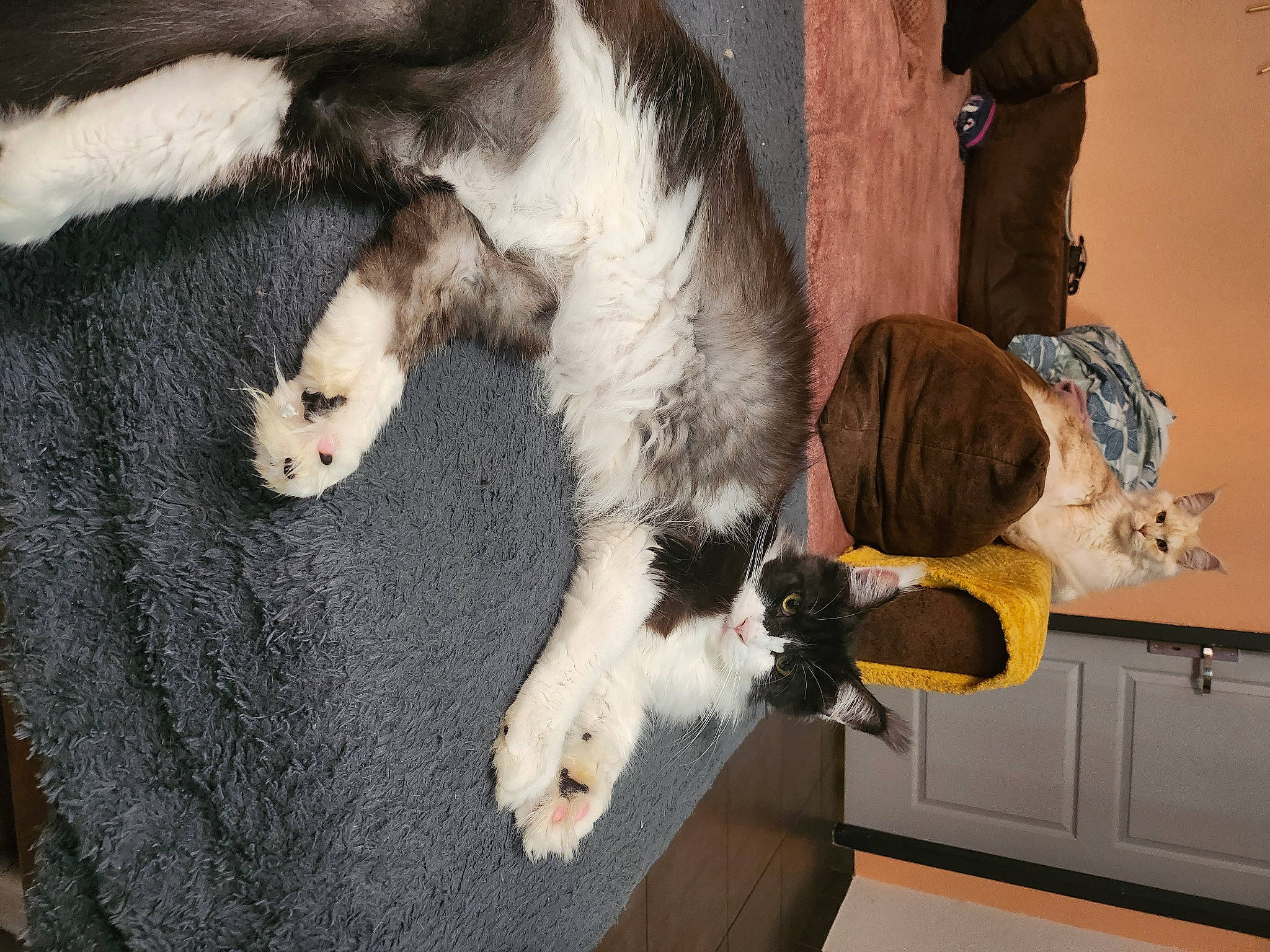 Tahyna participe au concours pour gagner de l'argent avec cette photo : cabinetry, canidae, carnivore, cat, claw, companion_dog, dog_breed, domestic_short_haired_cat, felidae, fur, lap, mammal, paw, small_to_medium_sized_cats, sporting_group, tail, vertebrate, whiskers