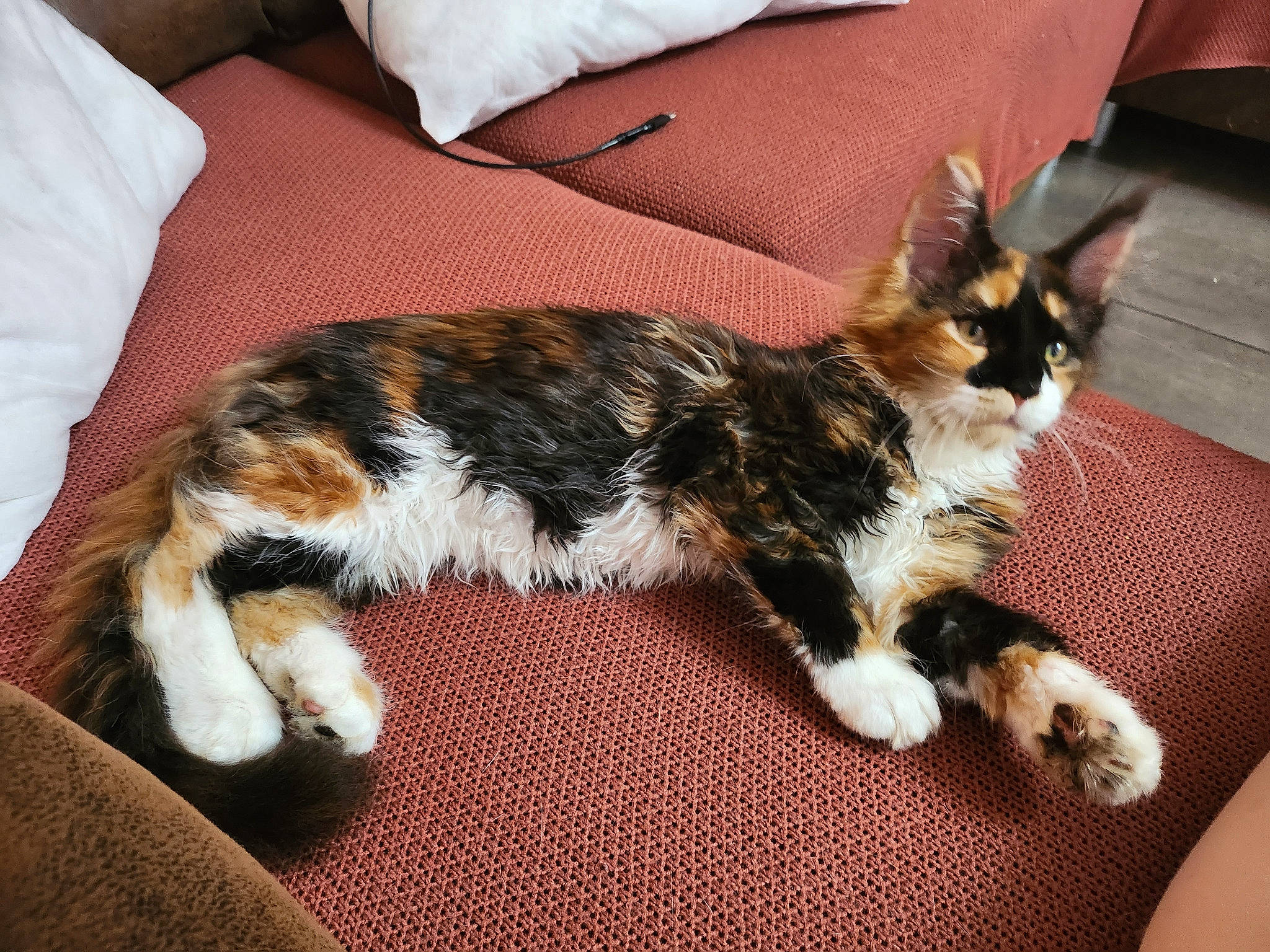 Una a rejoint le concours — aidez-le/la à gagner de superbes lots ! carnivore, cat, claw, comfort, companion_dog, dog_breed, domestic_short_haired_cat, felidae, foot, fur, lap, linens, paw, small_to_medium_sized_cats, snout, sporting_group, tail, terrestrial_animal, whiskers