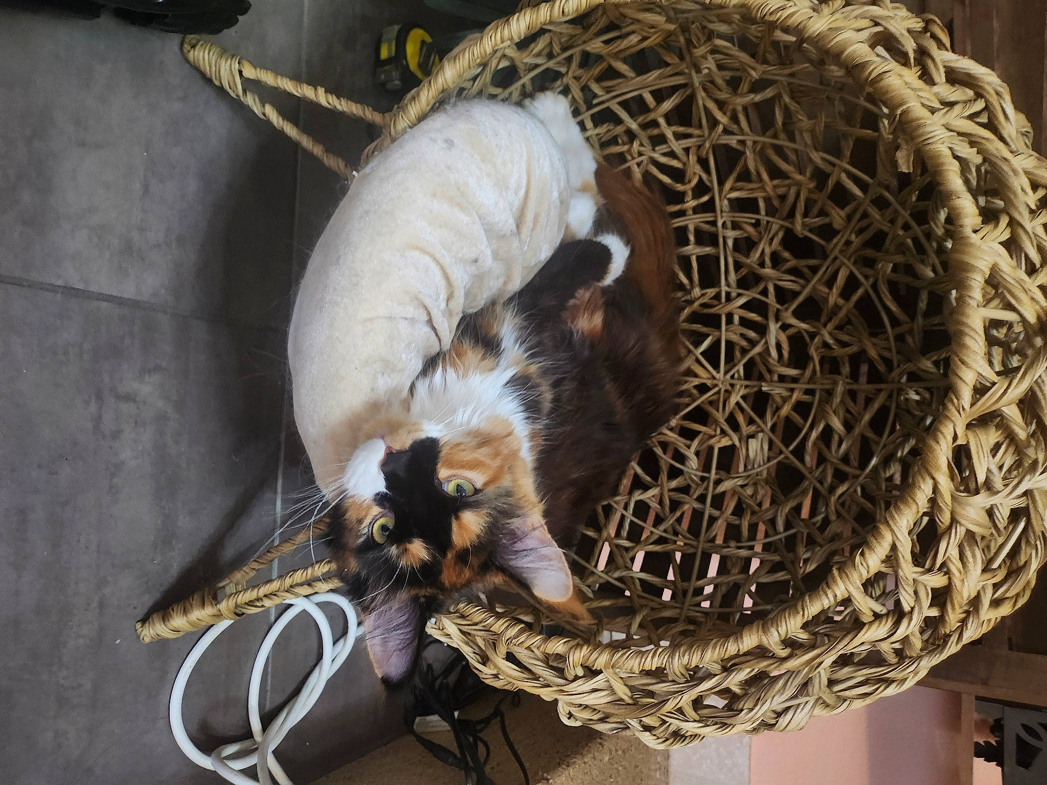 Una participe au concours pour gagner de l'argent avec cette photo : animal_shelter, basket, cage, carnivore, cat, claw, domestic_short_haired_cat, feather, felidae, fur, hat, metal, pet_supply, small_to_medium_sized_cats, tail, terrestrial_animal, twig, whiskers, wildlife, wood