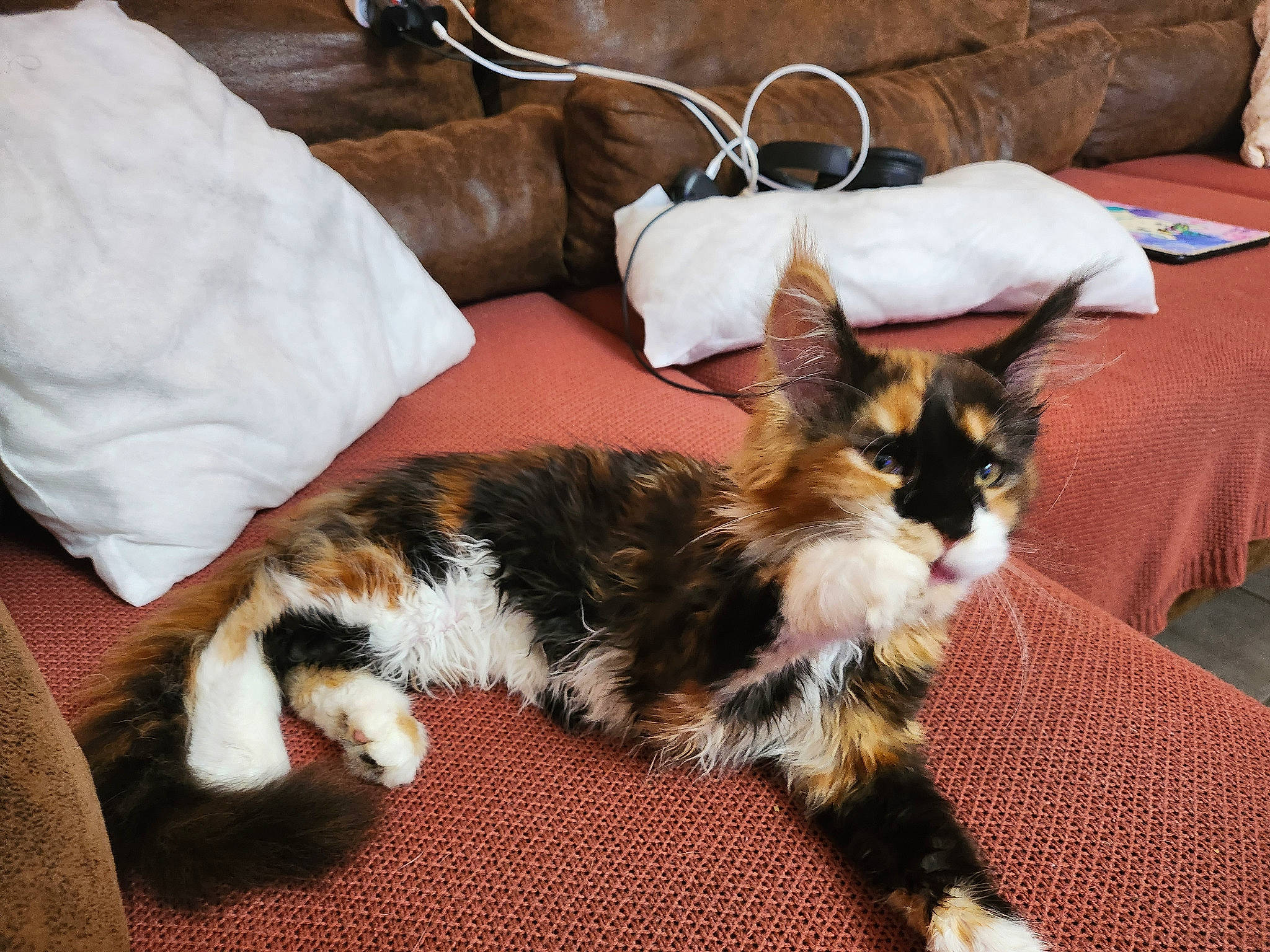 Una participe au concours pour gagner de l'argent avec cette photo : carnivore, cat, claw, comfort, companion_dog, dog_breed, domestic_short_haired_cat, fawn, felidae, flooring, fur, hardwood, lap, linens, paw, room, small_to_medium_sized_cats, tail, whiskers, wood