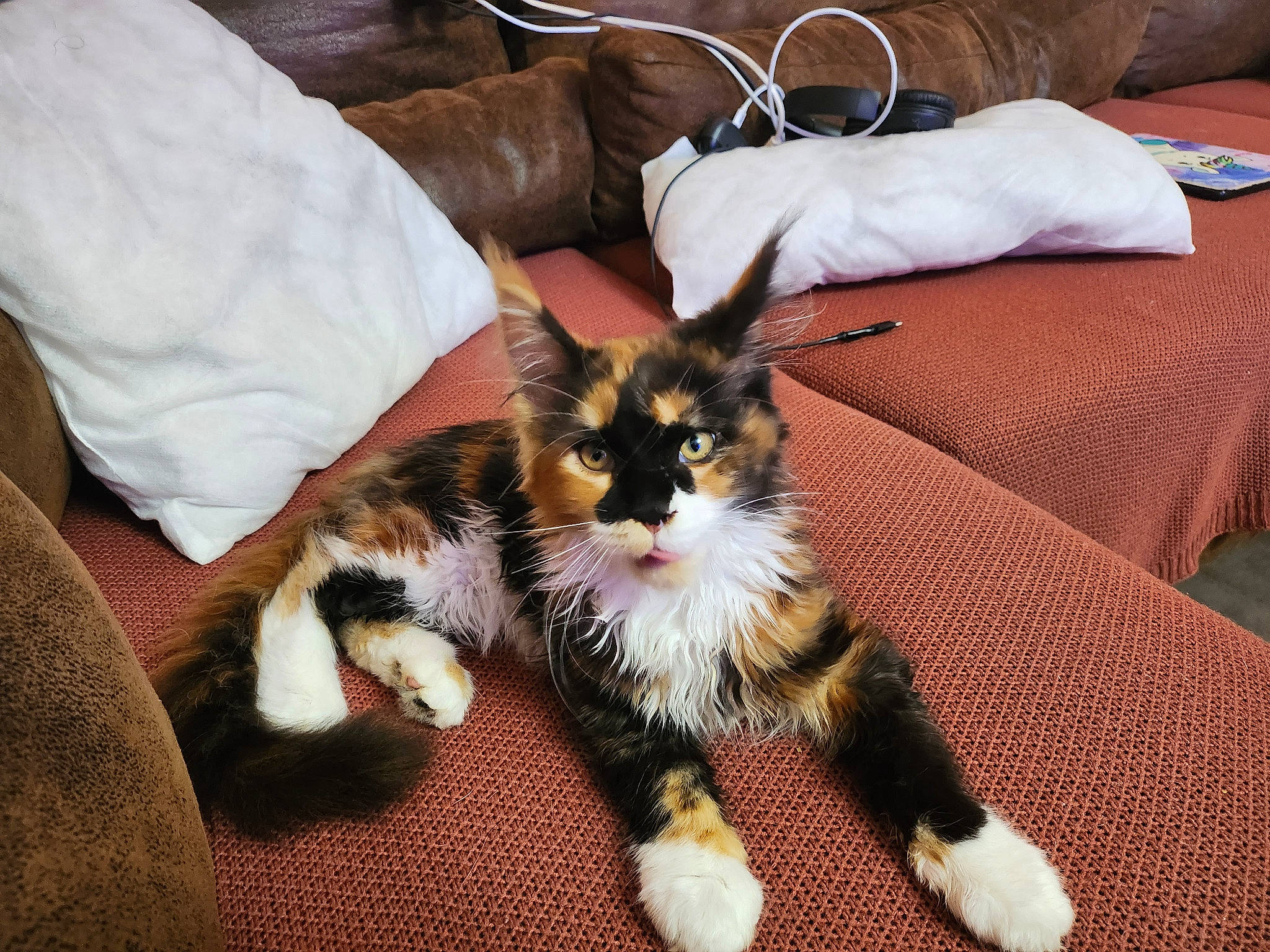 Una a rejoint le concours — aidez-le/la à gagner de superbes lots ! bed, canidae, carnivore, cat, claw, comfort, companion_dog, dog_breed, domestic_short_haired_cat, eye, fawn, felidae, fur, lap, linens, paw, room, small_to_medium_sized_cats, tail, whiskers