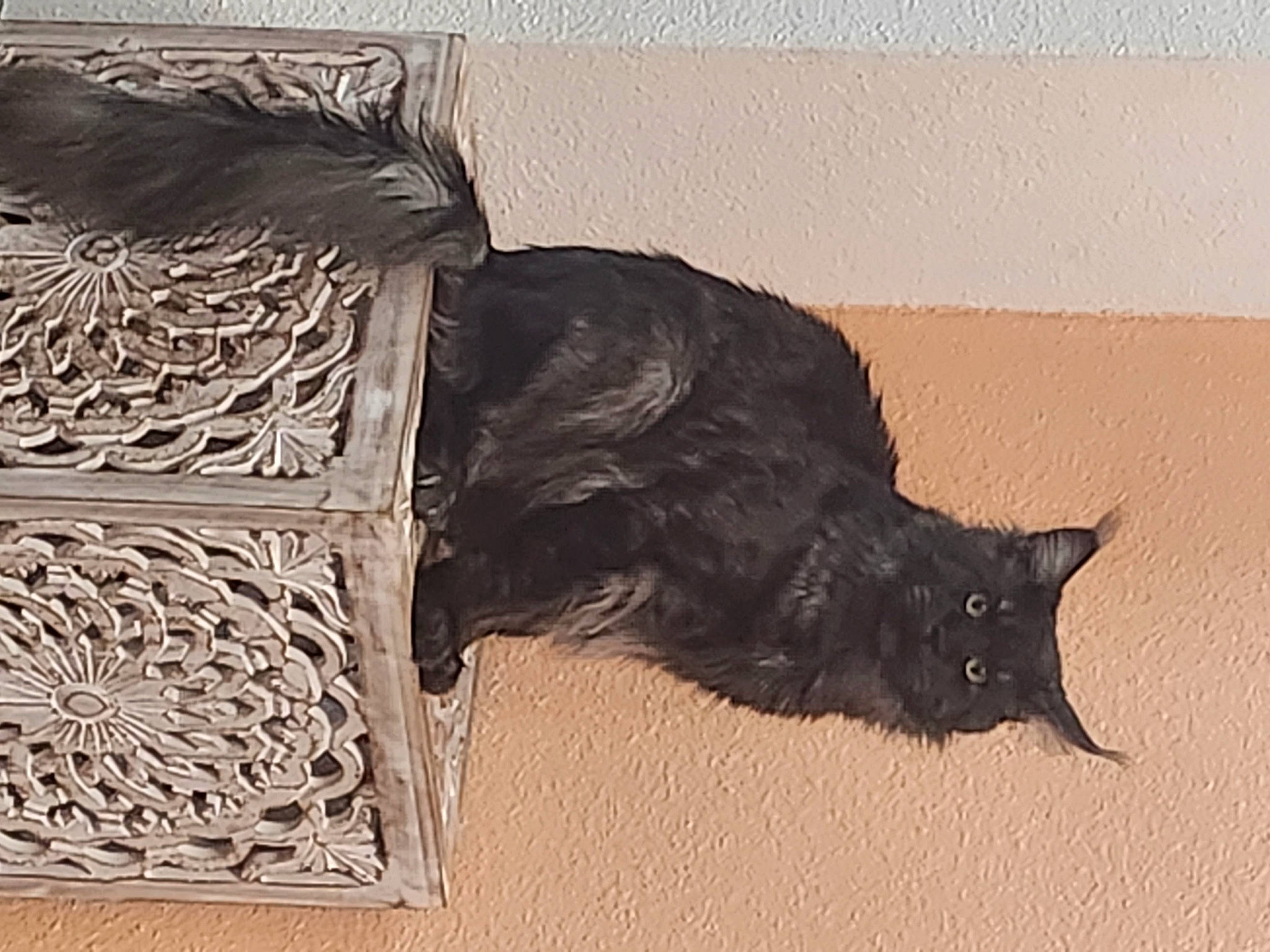 Thanos participe au concours pour gagner de l'argent avec cette photo : art, beak, bird, black_cat, canidae, carnivore, cat, claw, crow_like_bird, domestic_short_haired_cat, feather, felidae, fur, raven, small_to_medium_sized_cats, tail, visual_arts, whiskers, wing, wood