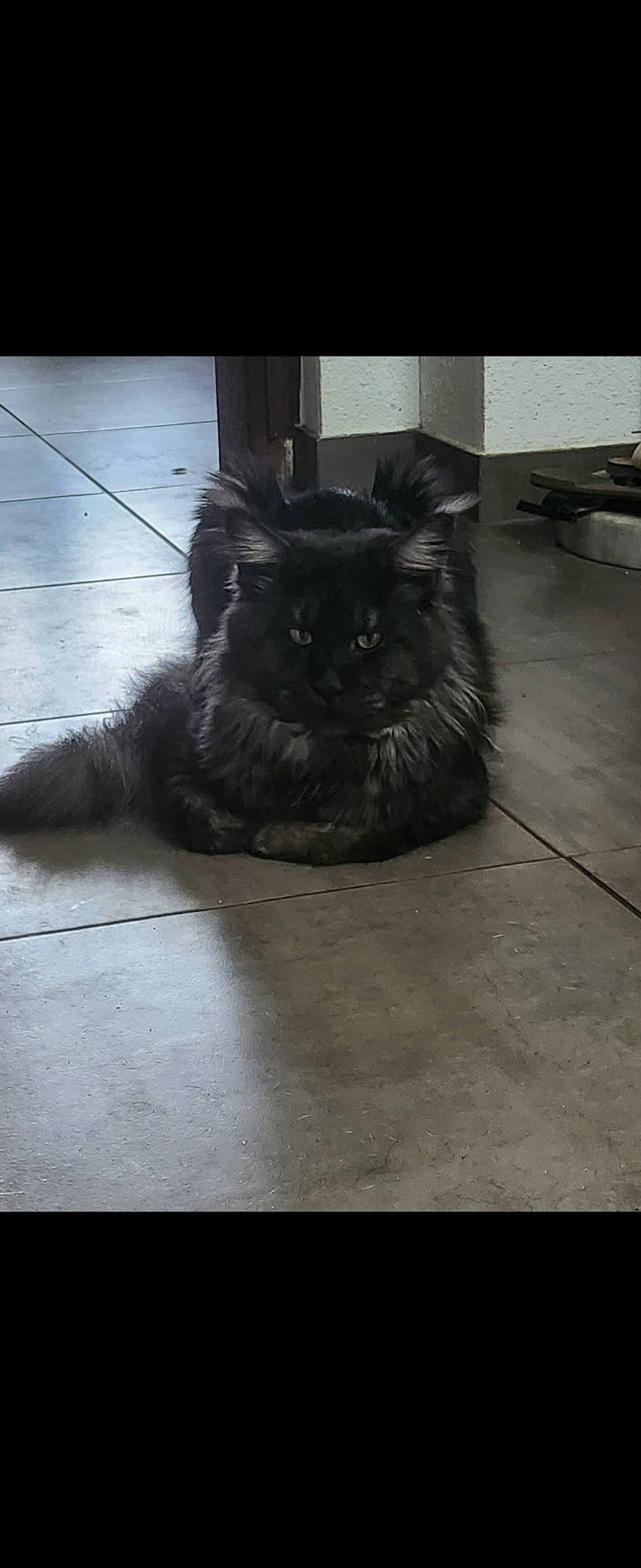 Thanos a rejoint le concours — aidez-le/la à gagner de superbes lots ! asphalt, automotive_tire, black_cat, british_longhair, carnivore, cat, comfort, domestic_short_haired_cat, felidae, floor, flooring, fur, grey, road_surface, small_to_medium_sized_cats, snout, tail, terrestrial_animal, tints_and_shades, whiskers