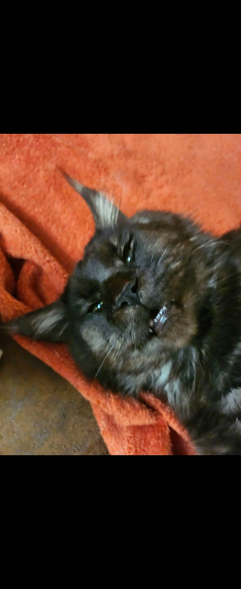 Thanos participe au concours pour gagner de l'argent avec cette photo : black_cat, carnivore, cat, claw, comfort, dog_breed, domestic_short_haired_cat, ear, fawn, felidae, fur, liver, paw, sitting, small_to_medium_sized_cats, snout, tail, terrestrial_animal, whiskers