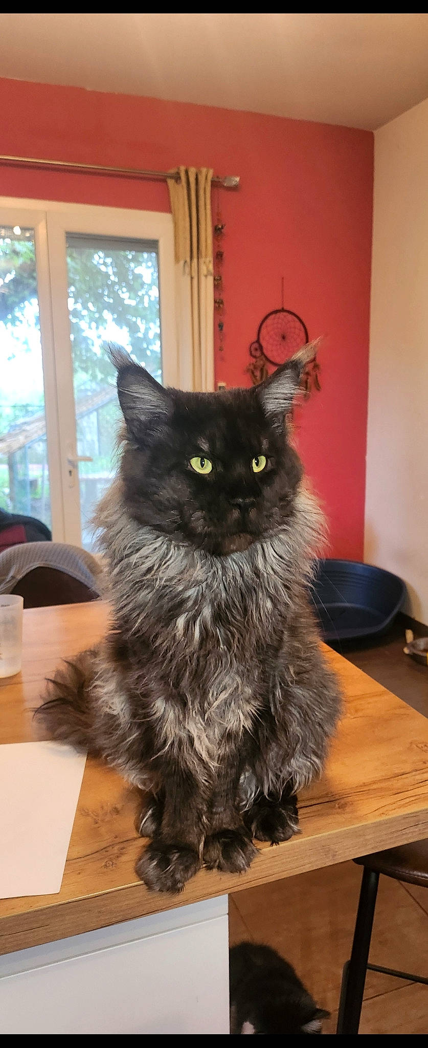 Thanos participe au concours pour gagner de l'argent avec cette photo : automotive_tire, black_cat, british_longhair, carnivore, cat, claw, desk, domestic_short_haired_cat, felidae, fur, paw, small_to_medium_sized_cats, snout, table, tableware, tail, terrestrial_animal, tree, whiskers, window