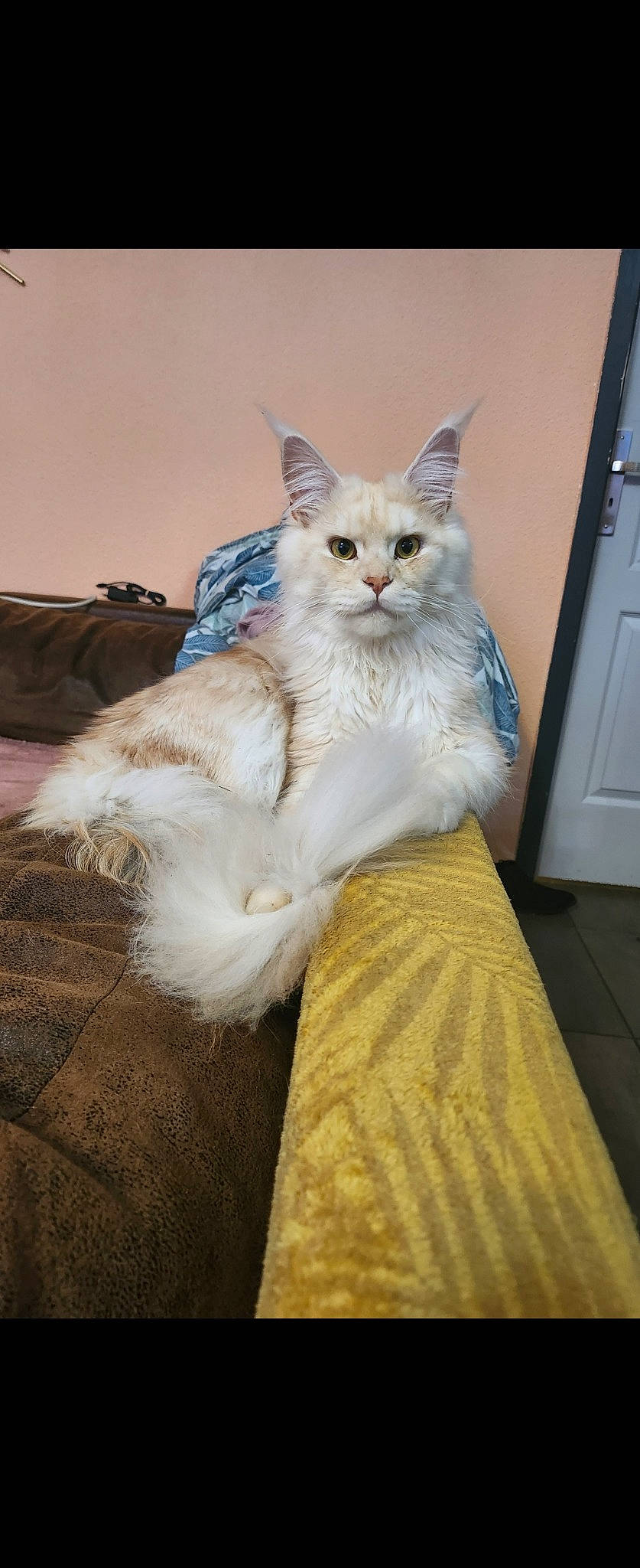 Urikaine a rejoint le concours — aidez-le/la à gagner de superbes lots ! birman, carnivore, cat, claw, comfort, couch, domestic_short_haired_cat, door, event, fawn, felidae, formal_wear, fur, home_appliance, paw, sitting, small_to_medium_sized_cats, tail, whiskers, window