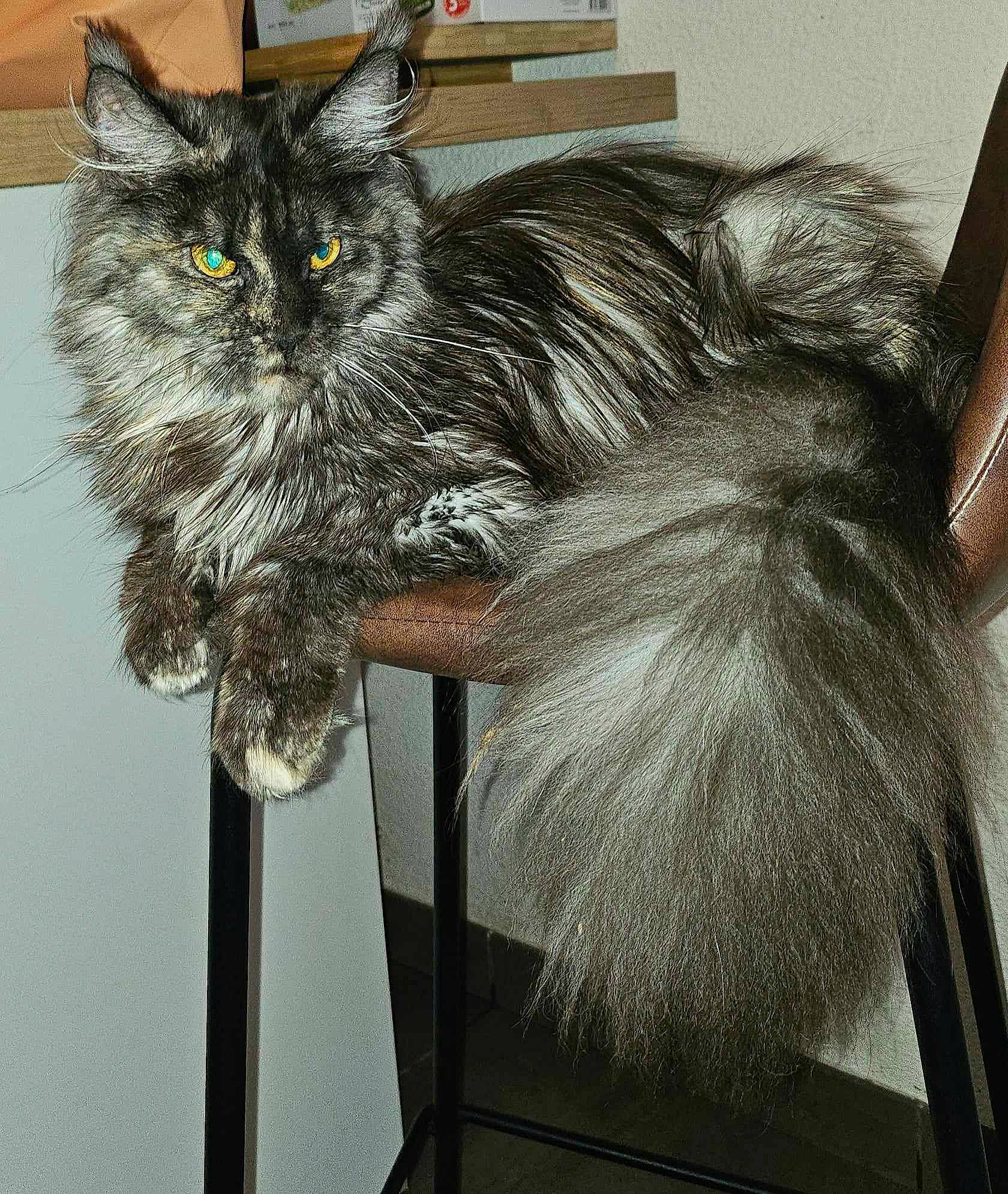 Izzie a rejoint le concours — aidez-le/la à gagner de superbes lots ! art, black_cat, carnivore, cat, chair, claw, comfort, domestic_short_haired_cat, felidae, fur, grey, illustration, iris, metal, paw, plant, small_to_medium_sized_cats, tail, visual_arts, whiskers