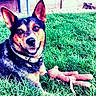 backyard, black_and_tan, collar, daylight, dog, fur, grass, happy, house, lawn, looking_at_camera, lying_down, open_mouth, outdoor, pet, playful, plush_toy, pointy_ears, portrait, sitting