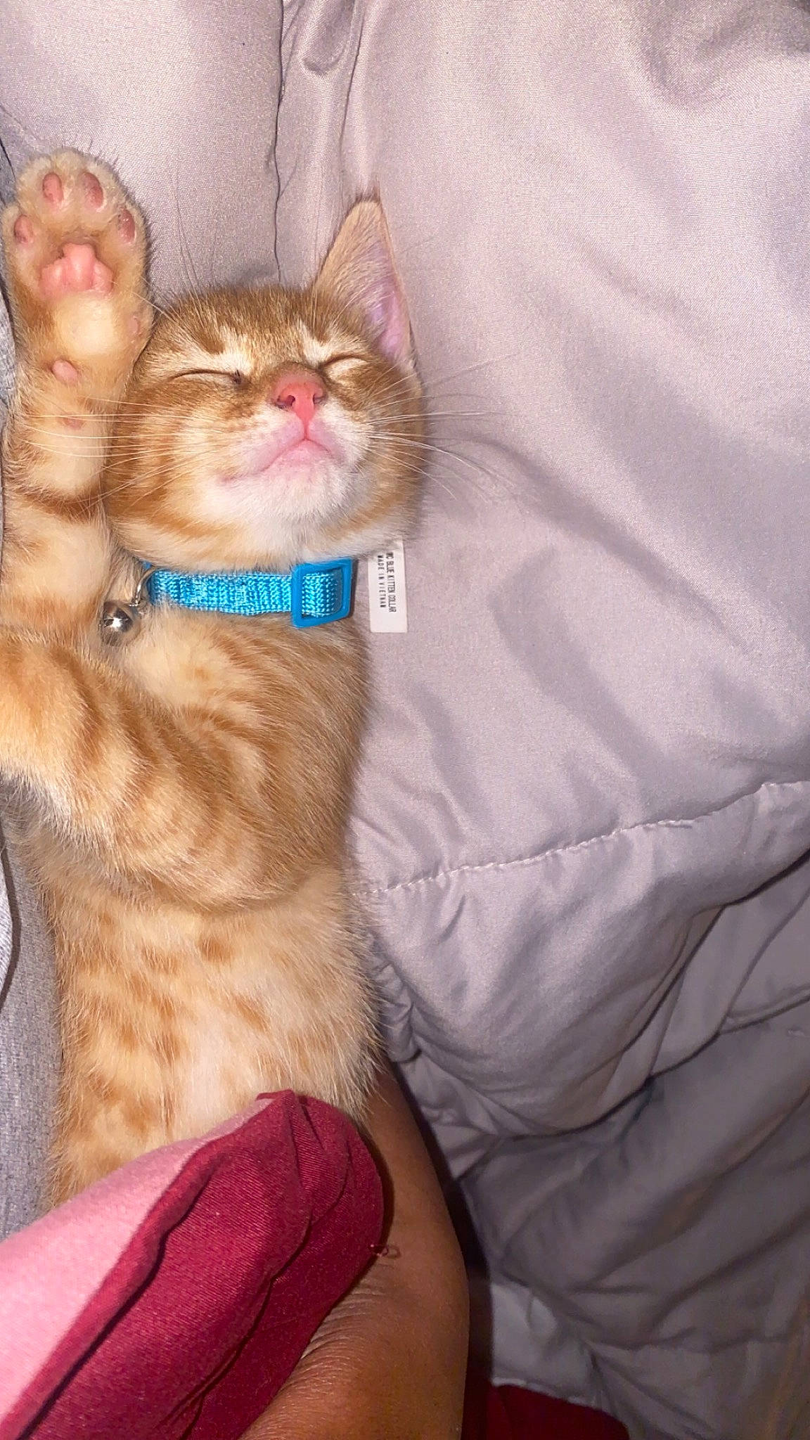 Jacob is registered to the contest to win money with this photo: carnivore, cat, claw, comfort, domestic_short_haired_cat, ear, fawn, felidae, fur, gesture, happy, lap, linens, paw, photo_caption, sitting, small_to_medium_sized_cats, tail, whiskers