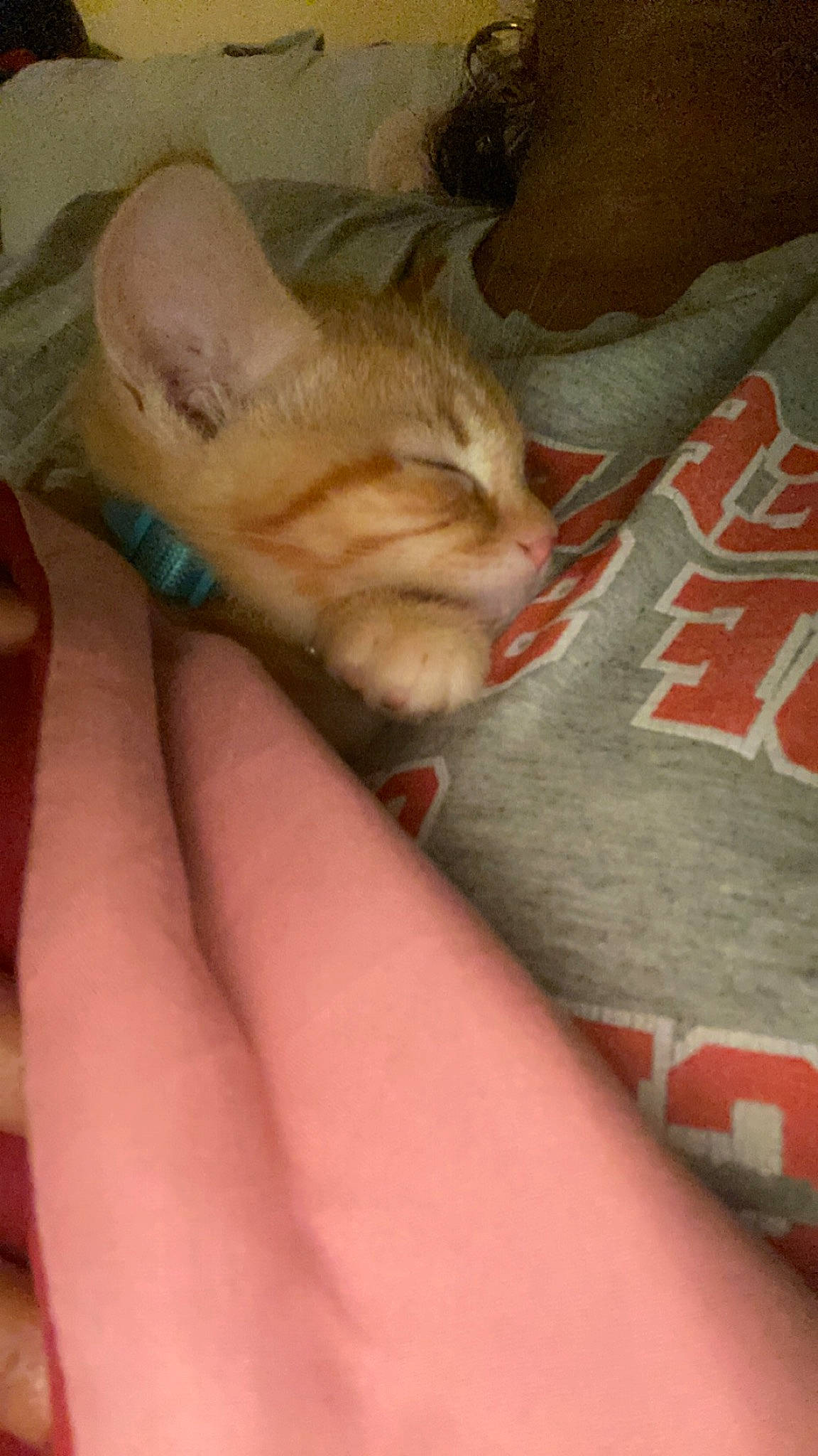 Jacob is registered to the contest to win money with this photo: carnivore, cat, claw, comfort, domestic_short_haired_cat, fawn, felidae, flesh, foot, fur, gesture, human_leg, nail, paw, small_to_medium_sized_cats, snout, tail, thumb, toe, whiskers