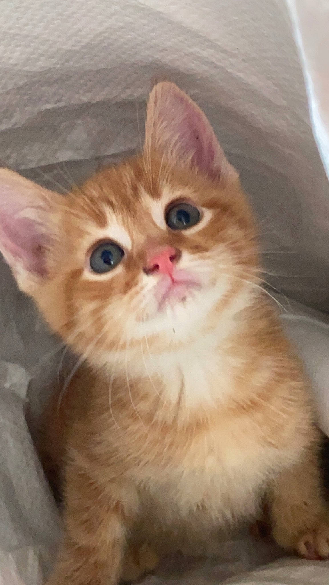 Jacob joined the competition — help win amazing prizes! box, carnivore, cat, claw, domestic_short_haired_cat, ear, eye, fawn, felidae, fur, head, paw, pet_supply, small_to_medium_sized_cats, snout, tail, whiskers, window