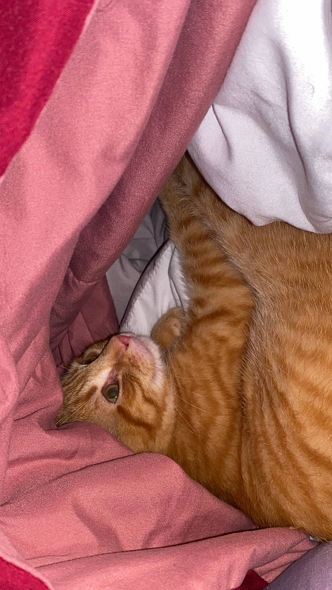 Jacob joined the competition — help win amazing prizes! carnivore, cat, claw, comfort, domestic_short_haired_cat, fawn, felidae, fur, human_leg, linens, nap, paw, small_to_medium_sized_cats, snout, tail, terrestrial_animal, whiskers, wildlife, wood, wrinkle