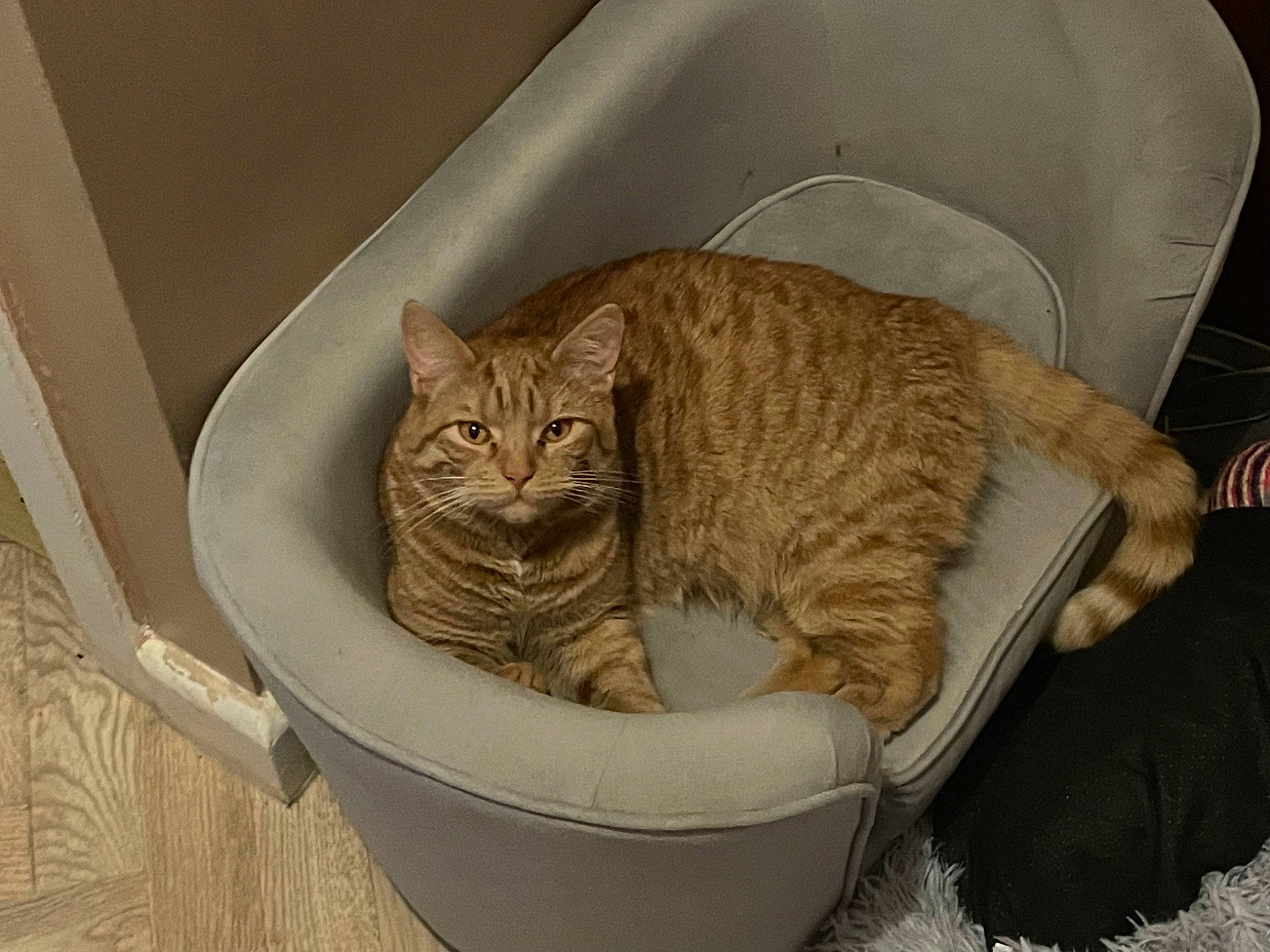 Simba joined the competition — help win amazing prizes! carnivore, cat, cat_bed, cat_supply, comfort, domestic_short_haired_cat, felidae, fur, pet_supply, small_to_medium_sized_cats, snout, tail, terrestrial_animal, whiskers, wood