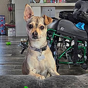 Axel is registered to the contest to win money with this photo: animal, background, brown_dog, closeup, collar, companion, couch, curious, dog, domestic_animal, ears, floor, furniture, household, indoor, looking, pet, toy, wheelchair, wood_floor