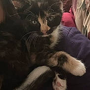 Callie joined the competition — help win amazing prizes! animal, calico, cat, closeup, couch, cozy, curious, cute, domestic, feline, fur, indoor, kitten, paw, pet, relaxed, resting, soft, whiskers, young