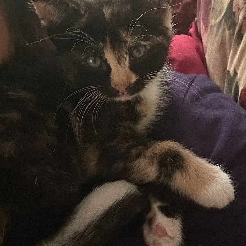 Callie