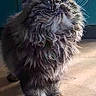 animal, blue_eyes, blue_wall, cat, cute, dramatic_lighting, feline, floor, fluffy_cat, full_body, furry, gray_fur, indoors, long_hair, pet, portrait, shaggy, standing, sunlight, whiskers