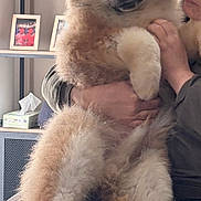 Aïko participe au concours pour gagner de l'argent avec cette photo : dog, fluffy, pet, indoor, person, holding, love, family_photos, decor, holiday, cozy, furniture, shelf, tissue_box, paw, fur, cute, companion, animal, portrait