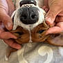Voxie participe au concours pour gagner de l'argent avec cette photo : dog, nose, teeth, hands, close_up, upside_down, pet, animal, brown, white, fur, whiskers, snout, playful, cute, indoor, bed, blanket, human, touching